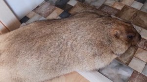 Сурок понижает температуру тела#домашний сурок#ручной байбак#милые животные#marmot#cute animals