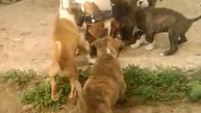 Щенки немецкий боксёр возрастом 1,5 мес. German boxer puppies age 1.5 months. смотреть онлайн