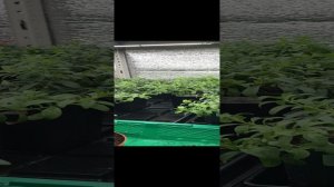 Грандиозная распродажа маточников калибрахоа   15-03-2024