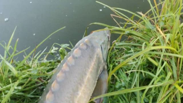 Осётр настоящий колючий на 3 кг в пруду смотреть онлайн