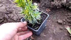 Посадка 3-х сортов Тиса Войтек/ Давид /Фастигиата/Taxus baccata