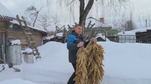 Табачный марафон_жилкуем_режем_ферментируем.Наша жизнь в деревне