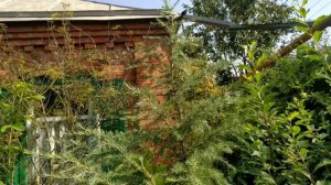 Обход: таксодиум кипарис, ногоплодник, альбиция и другие экзоты...