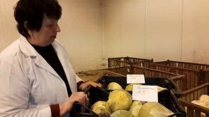 Оценка гибридов капусты белокочанной