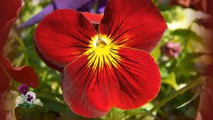 Анютины глазки