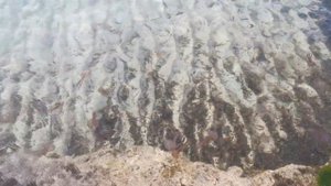 🌴Опасные медузы в Средиземном море. Gefährliche Quallen in Mallorca