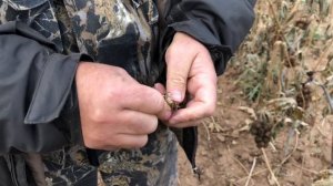 Клещевина в России