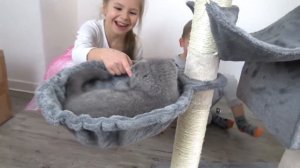 Мы купили котенка! Строим домик для кошки