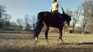 Солнечный день, конюшня, лошади, девушка на лошади