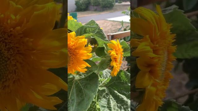 Dwarf Teddy Bear Sunflower