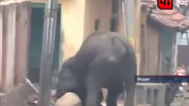 Бешеный слон смотреть онлайн