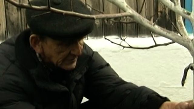 Яблоня Заветное смотреть онлайн