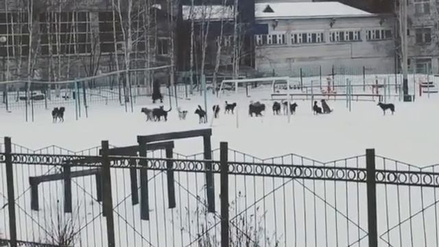 Свора беспризорных собак запугала тындинцев смотреть онлайн