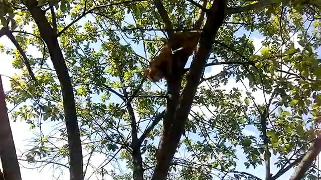 Кошка Кнопа лазает по дереву смотреть онлайн