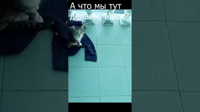 А что мы тут делаем мася #shorts #коты #мася