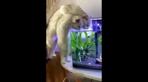 Приколы с котами! СМЕШНЫЕ КОТЫ С ОЗВУЧКОЙ 2022! Я ржал до слёз! - Смешные видео от Доми шоу.mp4