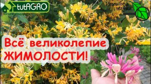САМАЯ ВЕЛИКОЛЕПНАЯ ЖИМОЛОСТЬ! ЛЮБОМУ ПО СИЛАМ! ПРОСТЫЕ ПРАВИЛА ПОДКОРМКИ ВЕЛИКОЛЕПНЫХ ЦВЕТОВ!