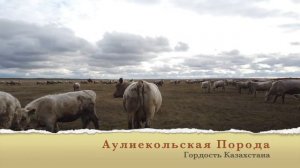 Аулиекольская порода КРС https://auliekol.kz