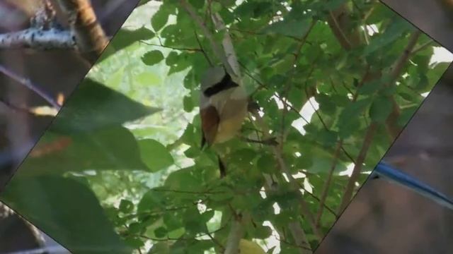 День птиц.wmv смотреть онлайн