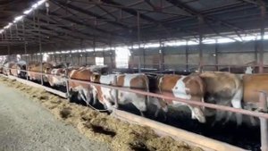 корова #сементал