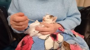 Лорик. Седьмой день как спасли. Боремся за жизнь.