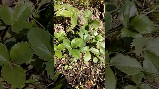 Мини видео. Лесная клубника! смотреть онлайн