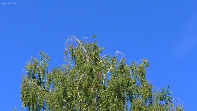 Пение стрижей. Звуки лета для релаксации.