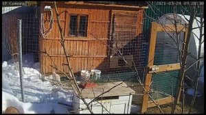 Автономный курятник или куры на удалёнке.