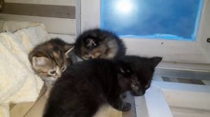Котятам один месяц