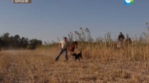 Алай Лидер! Национальна Охота на Волка С Тайганами