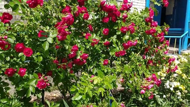 Роза Фламентанц - танец огня. Сорт для новичков. смотреть онлайн