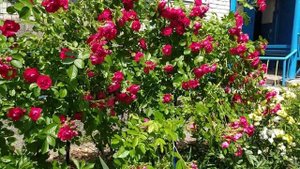 Роза Фламентанц - танец огня. Сорт для новичков.