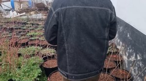 Гортензия. Советы садовода с 18 летним стажем по выращиванию.