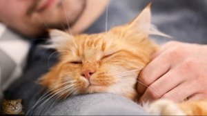 Почему Кошка Ложится Спать Рядом с Человеком. Кошачьи Позы для Сна. Значение