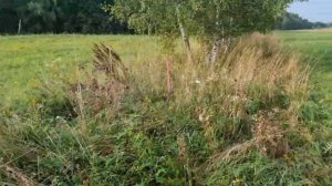 БЫЧКИ НА НОВОМ ПАСТБИЩЕ кфх Дик. 27-8-21.