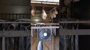 Сушка перед копчением