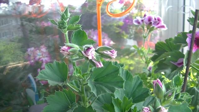 Ах как сильно я тебя люблю смотреть онлайн