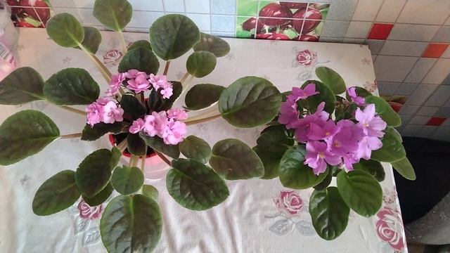 # 007Фитильный полив фиалок без ошибок, шнур и субстрат смотреть онлайн