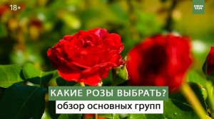 Какие розы выбрать? Розы в ландшафтном дизайне