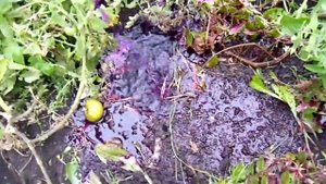 Накопать ЧЕРВЕЙ без ЛОПАТЫ!!!