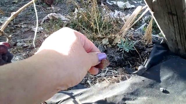 Сорт винограда Русалка 3