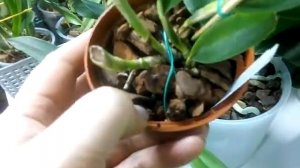 Каттлеи. Новые каттлеи на блоках. Шомбургкия.