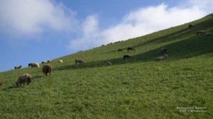 4K Autumn Kanton Zug SWITZERLAND スイス