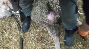 Стрижка овец.Стрижем овец после окота