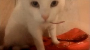 Бубушкина жизнь!клип Бубушки плакали зверушки под минус!!!