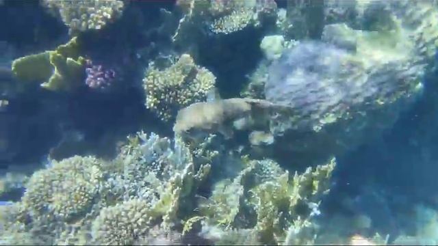 Погружение в мёртвое море смотреть онлайн