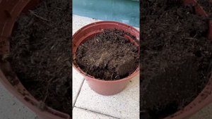 как вырастить оливку из косточки?