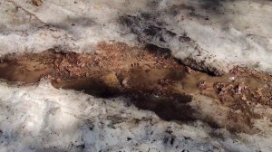 Челябинск Весна в сосновом бору 10.04.2022г