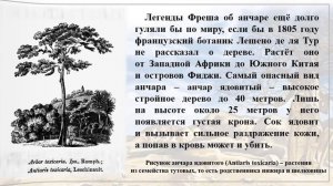 Видеопрезентация «И корни ядом напоила»: «Анчар» А. С. Пушкина (190 лет со дня первой публикации)