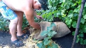 Замульчировали огурцы соломой